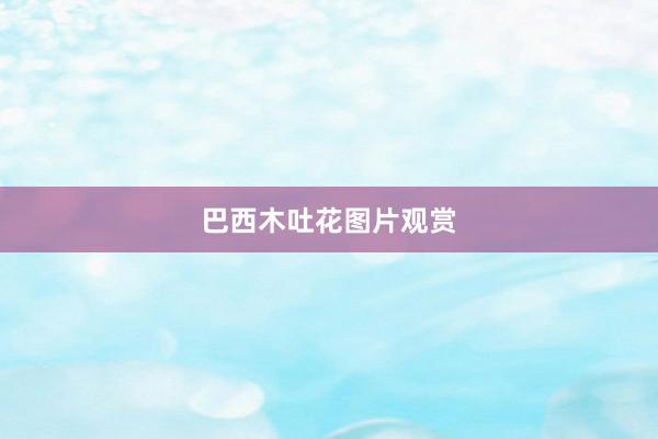 巴西木吐花图片观赏
